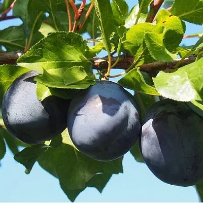 Слива ВОЛАТ  Слива ВОЛАТ в Новосибирске