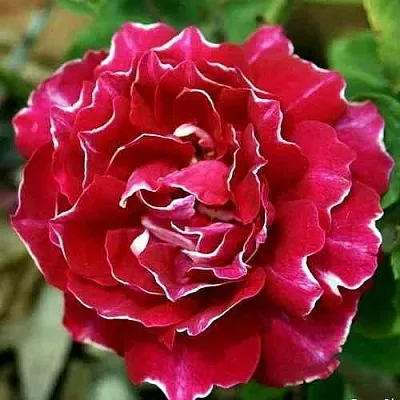 Саженцы роз БАРОН ЖИРО ДЕ ЛЕН ремонтантная в Новосибирске