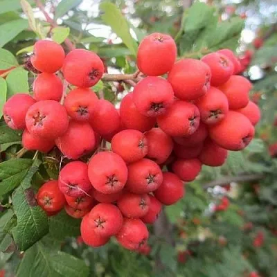 Рябина НЕВЕЖИНСКАЯ сладкоплодная в Новосибирске