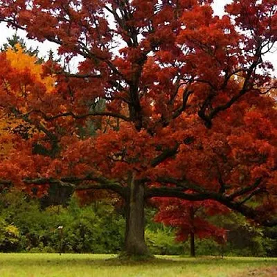 Дуб Дуб в Новосибирске