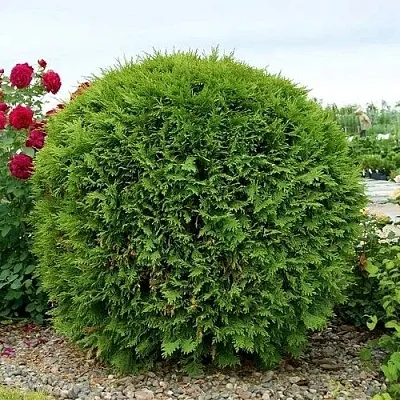 Туя ВУДВАРДИ западная в Новосибирске