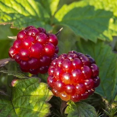 Княженика ЛИНДА в Новосибирске