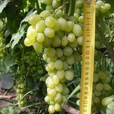 Виноград АНАНАСНЫЙ РАННИЙ  Виноград АНАНАСНЫЙ РАННИЙ в Новосибирске