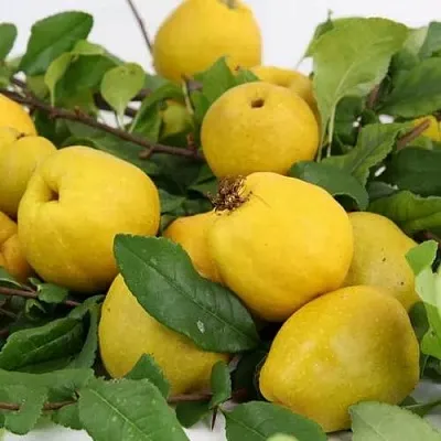 Айва ЯПОНСКАЯ  Айва ЯПОНСКАЯ в Новосибирске