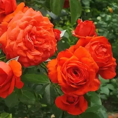 Саженцы роз МАЙНТАУЭР плетистая  Саженцы роз МАЙНТАУЭР плетистая в Новосибирске