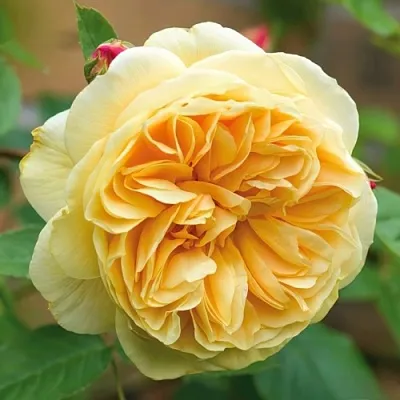 Саженцы роз ТИЗИНГ ДЖОРДЖИЯ английская в Новосибирске