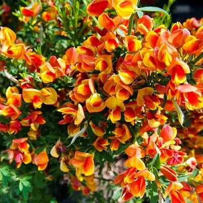 Ракитник АНДРЕАНУС в Новосибирске