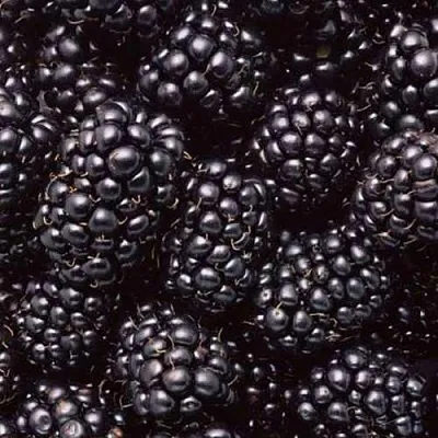 Ежевика ОРКАН бесшипная  Ежевика ОРКАН бесшипная в Новосибирске