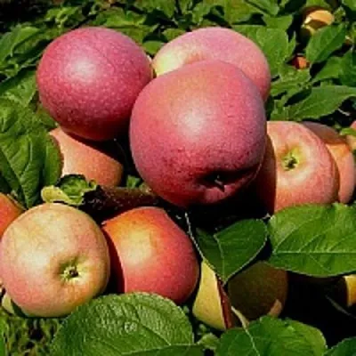 Яблоня СЛАВА ПОБЕДИТЕЛЯМ в Новосибирске