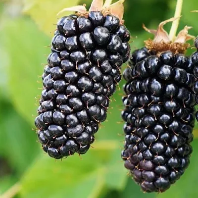 Ежевика КОЛАМБИЯ ГИГАНТ бесшипная  Ежевика КОЛАМБИЯ ГИГАНТ бесшипная в Новосибирске