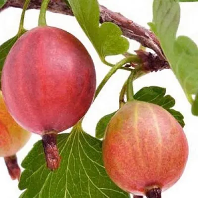 Крыжовник ЯРКИЙ в Новосибирске