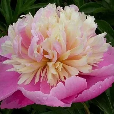 Пион ВЕСЕННЯЯ ПАЛИТРА травянистый  Пион ВЕСЕННЯЯ ПАЛИТРА травянистый в Новосибирске