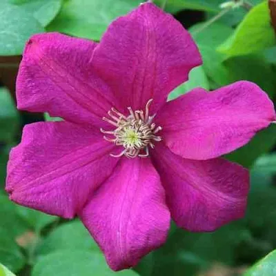 Клематис ЭРНЕСТ МАРКХАМ  Клематис ЭРНЕСТ МАРКХАМ в Новосибирске