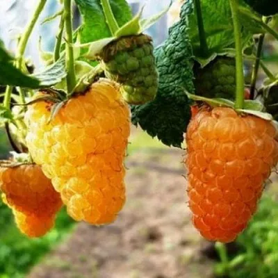 Малина ОРАНЖЕВОЕ ЧУДО  Малина ОРАНЖЕВОЕ ЧУДО в Новосибирске