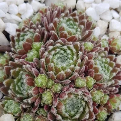 Молодило МОРКЕРС МЕРИТ в Новосибирске