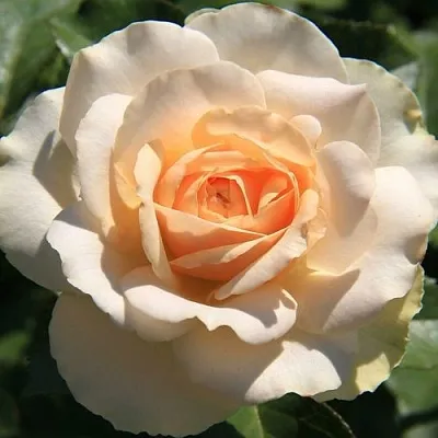 Саженцы роз САН СУСИ флорибунда  Саженцы роз САН СУСИ флорибунда в Новосибирске