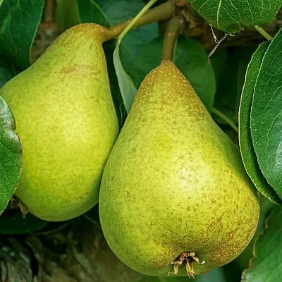 Груша Г-6 колонновидная в Новосибирске