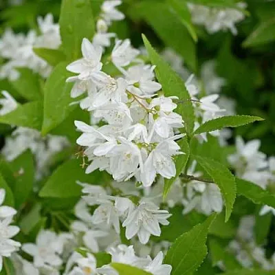 Дейция шершавая  Дейция шершавая в Новосибирске