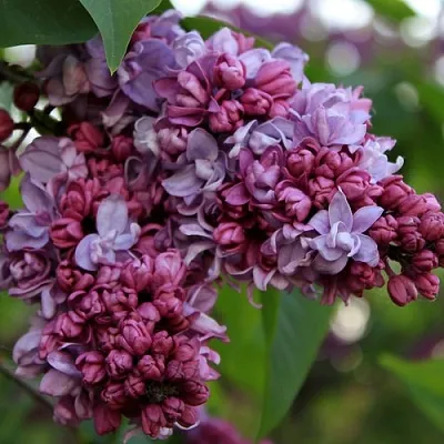 Сирень П.П.КОНЧАЛОВСКИЙ  Сирень П.П.КОНЧАЛОВСКИЙ в Новосибирске