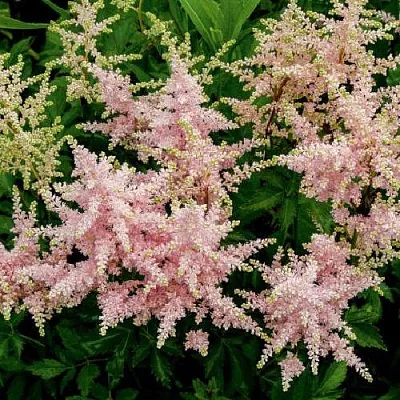 Астильба СЕСТРА ТЕРЕЗА Арендса  Астильба СЕСТРА ТЕРЕЗА Арендса в Новосибирске