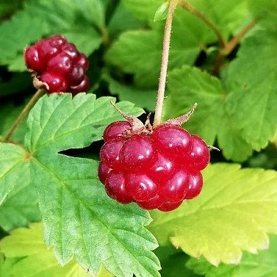 Княженика АННА в Новосибирске