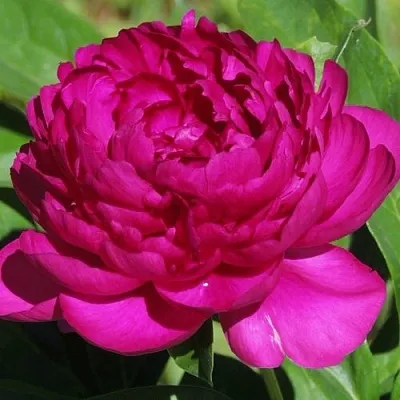 Пион БАРХАТ НОЧИ травянистый  Пион БАРХАТ НОЧИ травянистый в Новосибирске