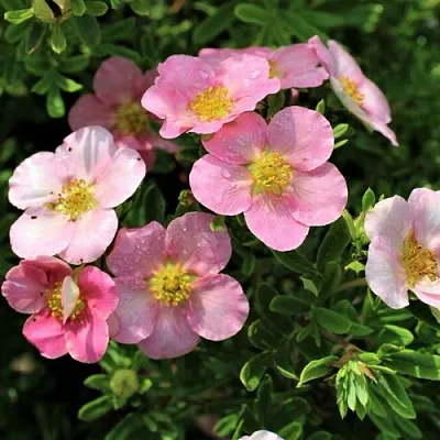 Лапчатка ЛАВЛИ ПИНК кустарниковая в Новосибирске