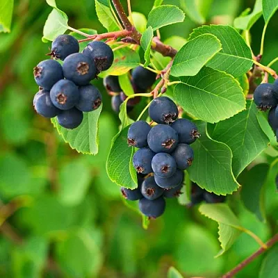 Ирга КОЛОСИСТАЯ  Ирга КОЛОСИСТАЯ в Новосибирске