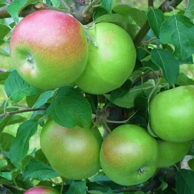 Яблоня НАВАВИТА в Новосибирске