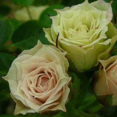 Саженцы роз ГРИН ДАЙМОНД миниатюрная в Новосибирске