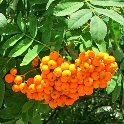 Рябина Диркинец