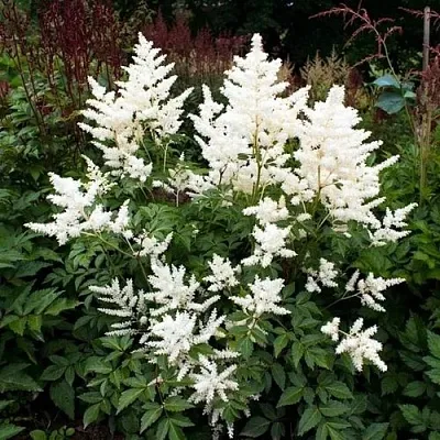 Астильба ДОЙЧЛАНД японская  Астильба ДОЙЧЛАНД японская в Новосибирске