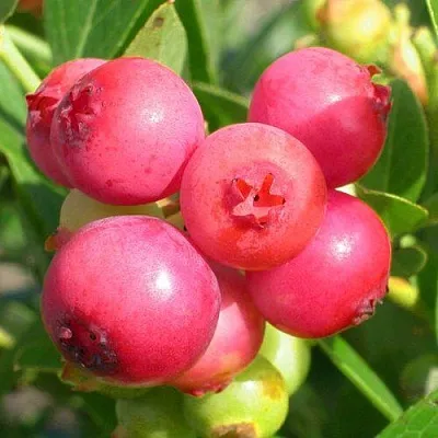 Голубика ПИНК ЛИМОНАД  Голубика ПИНК ЛИМОНАД в Новосибирске