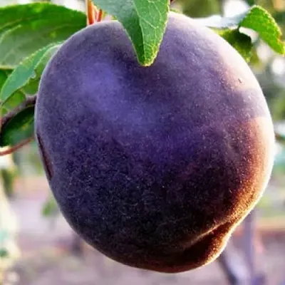 Абрикос ШЛОР ЦИРАН  Абрикос ШЛОР ЦИРАН в Новосибирске