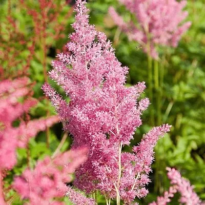 Астильба РЕЙНЛЕНД японская  Астильба РЕЙНЛЕНД японская в Новосибирске