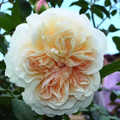 Саженцы роз ЛИЧФИЛД ЭНДЖЕЛ английская в Новосибирске