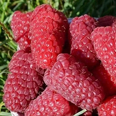 Малина САМОСВАЛ в Новосибирске