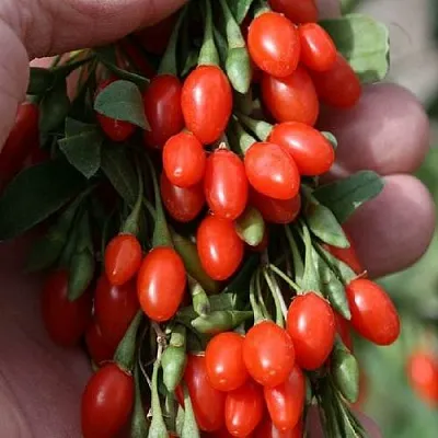 Годжи КОРЕАН БИГ  Годжи КОРЕАН БИГ в Новосибирске