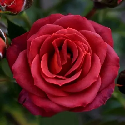 Саженцы роз ЧОКОЧИНО спрей  Саженцы роз ЧОКОЧИНО спрей в Новосибирске