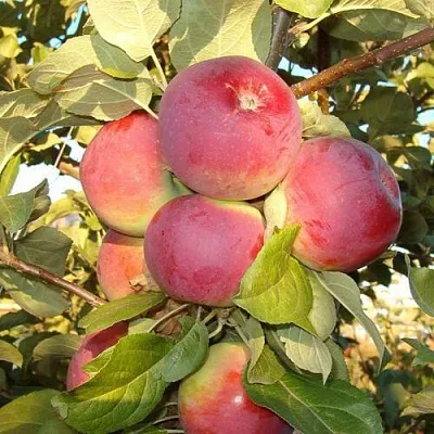 Яблоня ОРЛИК в Новосибирске