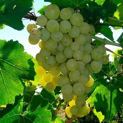 Виноград КИШМИШ МУСКАТНЫЙ  Виноград КИШМИШ МУСКАТНЫЙ в Новосибирске