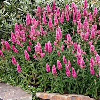 Вероника РОЗЕА колосковая  Вероника РОЗЕА колосковая в Новосибирске