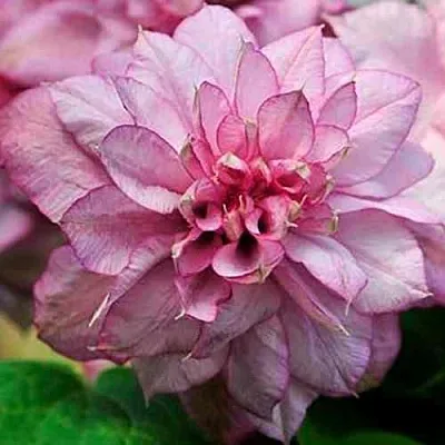 Клематис ИННОСЕНТ ГЛАНС  Клематис ИННОСЕНТ ГЛАНС в Новосибирске