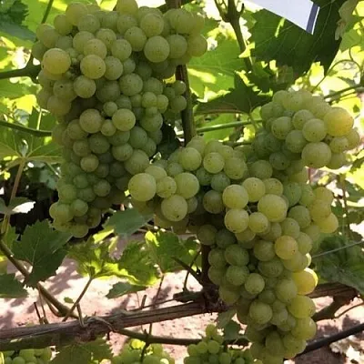 Виноград КИШМИШ 311 в Новосибирске