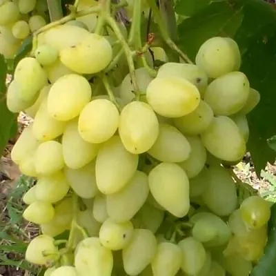 Виноград ЗАРНИЦА в Новосибирске