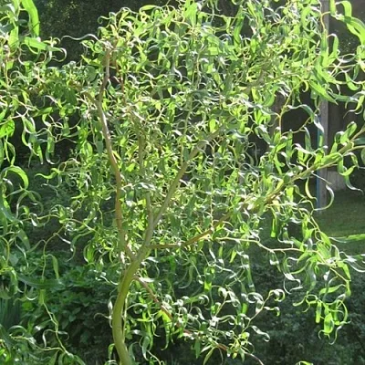 Ива МАТСУДАНА  Ива МАТСУДАНА в Новосибирске