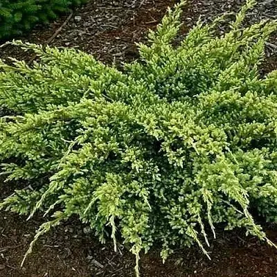 Можжевельник ДРИМ ДЖОЙ чешуйчатый в Новосибирске