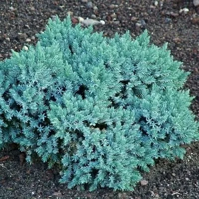 Можжевельник БЛЮ СТАР чешуйчатый в Новосибирске