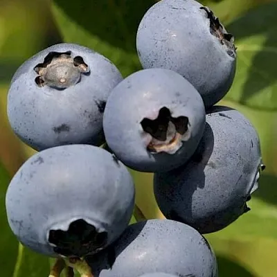 Голубика ЧАНДЛЕР  Голубика ЧАНДЛЕР в Новосибирске