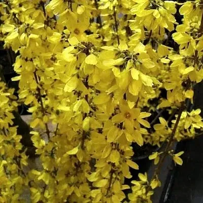 Форзиция ГОЛДРАУШ в Новосибирске